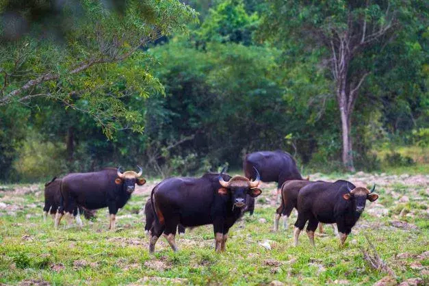 อุทยานแห่งชาติกุยบุรี