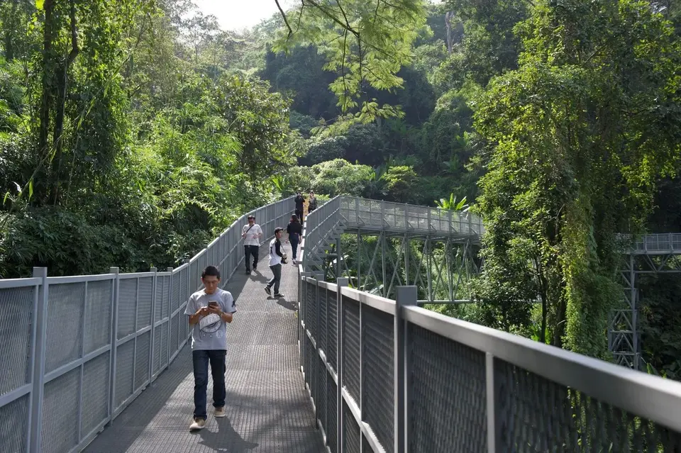 Canopy Walkway