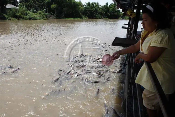 อุทยานมัจฉา วัดป่าพฤกษ์